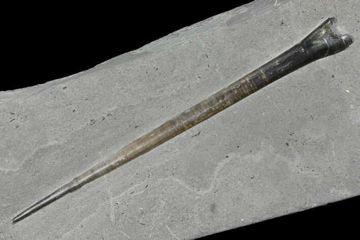 Fossil Belemnite (Youngibelus) - Germany #106356